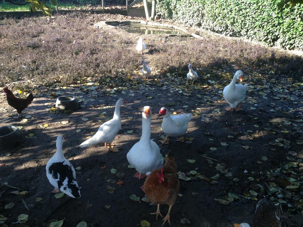 Cascina Battivacco Villa Milano Dış mekan fotoğraf
