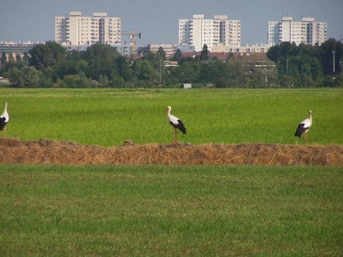 Cascina Battivacco Villa Milano Dış mekan fotoğraf